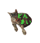 リアルにゃんこ♡（個別スタンプ：3）