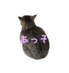 リアルにゃんこ♡（個別スタンプ：4）