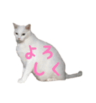 リアルにゃんこ♡（個別スタンプ：5）