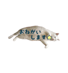リアルにゃんこ♡（個別スタンプ：6）