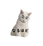 リアルにゃんこ♡（個別スタンプ：8）