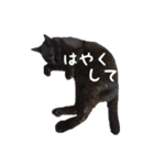 リアルにゃんこ♡（個別スタンプ：10）