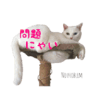 リアルにゃんこ♡（個別スタンプ：18）