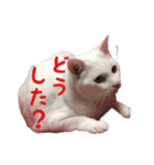 リアルにゃんこ♡（個別スタンプ：29）