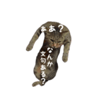 リアルにゃんこ♡（個別スタンプ：31）