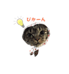 リアルにゃんこ♡（個別スタンプ：32）