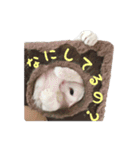 リアルにゃんこ♡（個別スタンプ：34）