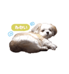 たろしん（個別スタンプ：11）