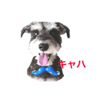 Hachi-kun Miniature Schnauzer（個別スタンプ：3）