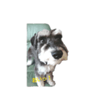 Hachi-kun Miniature Schnauzer（個別スタンプ：4）