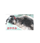 Hachi-kun Miniature Schnauzer（個別スタンプ：6）