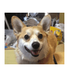 ペコリン（個別スタンプ：4）