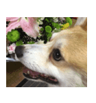 ペコリン（個別スタンプ：5）