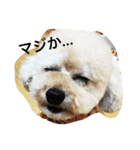 わんわんカフェ（個別スタンプ：1）