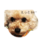 わんわんカフェ（個別スタンプ：2）