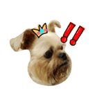 Brussels Griffon ACE to ZOE（個別スタンプ：8）