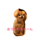だんごどん♡（個別スタンプ：1）