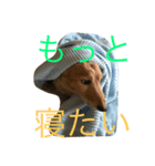 えんちゃんの日常でスタンプ作成しました（個別スタンプ：1）