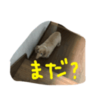 えんちゃんの日常でスタンプ作成しました（個別スタンプ：6）