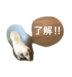 えんちゃんの日常でスタンプ作成しました（個別スタンプ：7）