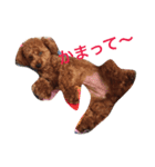 可愛いトイプードルの媛❣️（個別スタンプ：1）