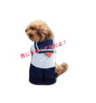 可愛いトイプードルの媛❣️（個別スタンプ：2）