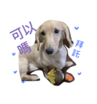 long haired dachshund（個別スタンプ：1）