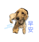 long haired dachshund（個別スタンプ：3）