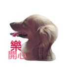 long haired dachshund（個別スタンプ：8）