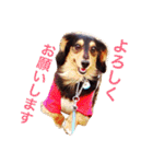 ミニチュアダックス「ベック」(ハヤテもね)（個別スタンプ：3）