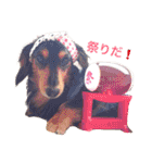 ミニチュアダックス「ベック」(ハヤテもね)（個別スタンプ：5）