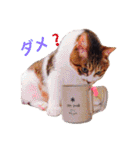 ミニチュアダックス「ベック」(ハヤテもね)（個別スタンプ：8）