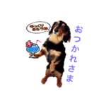 ミニチュアダックス「ベック」(ハヤテもね)（個別スタンプ：32）
