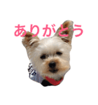 Happy510（個別スタンプ：5）