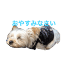 Happy510（個別スタンプ：12）