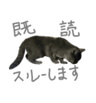 ムスッとブリ猫トムくん2（個別スタンプ：6）