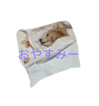 やる気なさすぎ。チワプー（個別スタンプ：1）