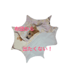 やる気なさすぎ。チワプー（個別スタンプ：2）