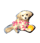 やる気なさすぎ。チワプー（個別スタンプ：4）