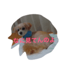 やる気なさすぎ。チワプー（個別スタンプ：7）