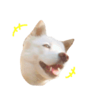 レオとルル。（個別スタンプ：1）