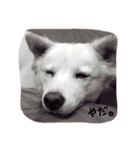 レオとルル。（個別スタンプ：10）