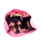 COCO杏仁（個別スタンプ：6）
