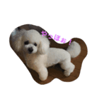 COCO杏仁（個別スタンプ：8）