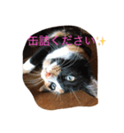 三毛猫 アンちゃんの日常（個別スタンプ：1）