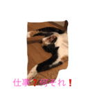 三毛猫 アンちゃんの日常（個別スタンプ：2）