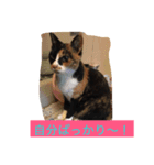 三毛猫 アンちゃんの日常（個別スタンプ：3）