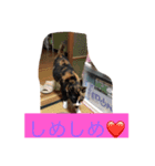 三毛猫 アンちゃんの日常（個別スタンプ：4）