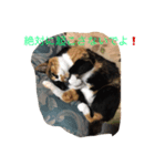 三毛猫 アンちゃんの日常（個別スタンプ：5）