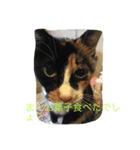 三毛猫 アンちゃんの日常（個別スタンプ：6）